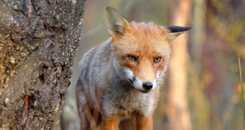 fox.jpg