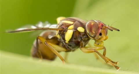 fruit-fly.jpg