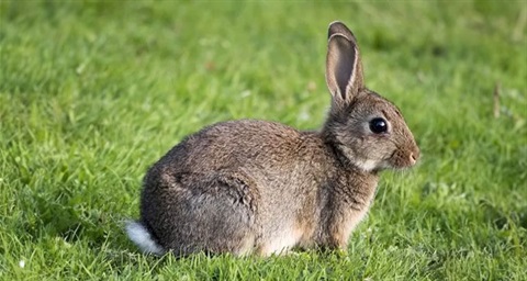 rabbit.jpg