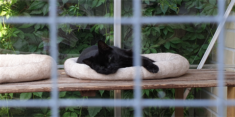 Cat containment