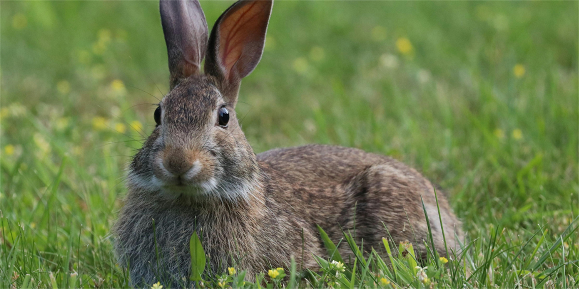 Rabbit Rabbit