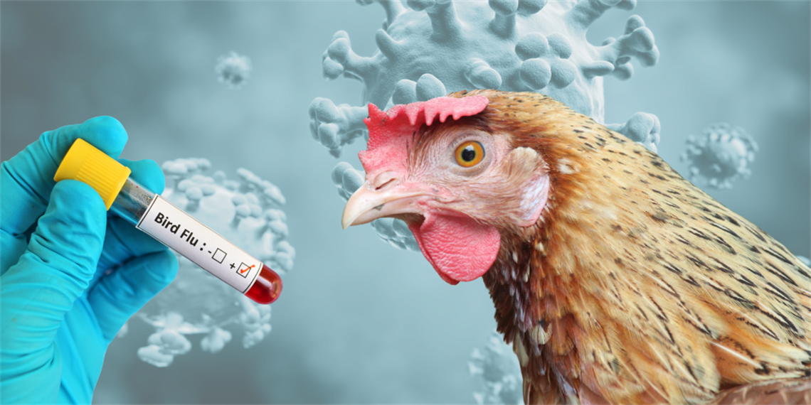 Bird Flu
